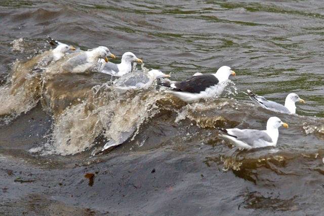 Gulls riding a wave at Norwick by Mike Pennington is licensed under CC BY-SA 2.0